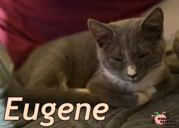 Rescue Domestic Short Hair Cats for Adoption in Douglasville, Georgia - Eugene | PetCurious