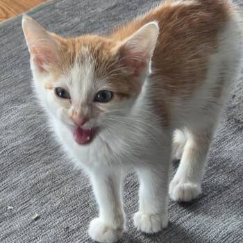 Heidi -  Domestic Short Hair Cat for Adoption in Minneapolis, Minnesota - Heidi | PetCurious