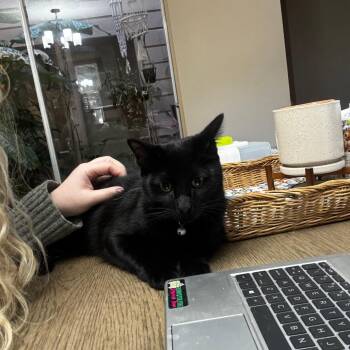 Bradley -  Domestic Short Hair Cat for Adoption in Houston, Texas - Bradley | PetCurious