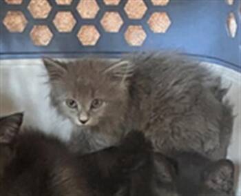 VHAGAR -  Domestic Short Hair Cat for Adoption in Louisville, Kentucky - VHAGAR | PetCurious