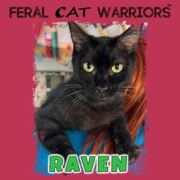 Raven -  Domestic Short Hair Cat for Adoption in Kingman, Arizona - Raven | PetCurious
