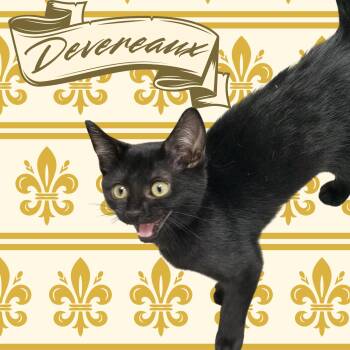 Devereaux -  Domestic Short Hair Cat for Adoption in Aransas Pass, Texas - Devereaux | PetCurious
