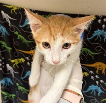 MISO -  Domestic Short Hair Cat for Adoption in Riverside, California - MISO | PetCurious