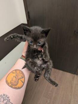Snack Wrap -  Domestic Short Hair Cat for Adoption in Atlanta, Georgia - Snack Wrap | PetCurious