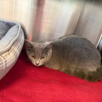 Domestic Short Hair Cats Available for Adoption in Madisonville, Tennessee - Button | PetCurious