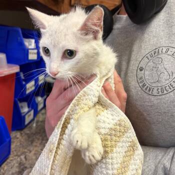Domestic Short Hair Cats Available for Adoption in Tupelo, Mississippi - Tessa - 043002U | PetCurious