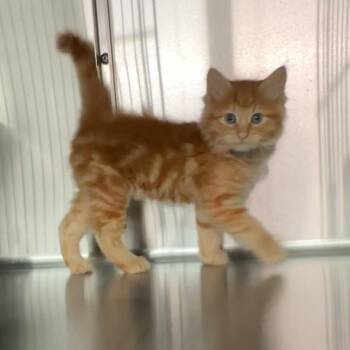 Mac (Kitten 2) -  Domestic Long Hair Cat for Adoption in Manhattan, Kansas - Mac (Kitten 2) | PetCurious