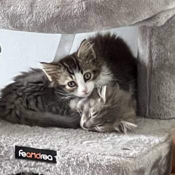Fozzie -  Domestic Long Hair Cat for Adoption in Bel Air, Maryland - Fozzie | PetCurious