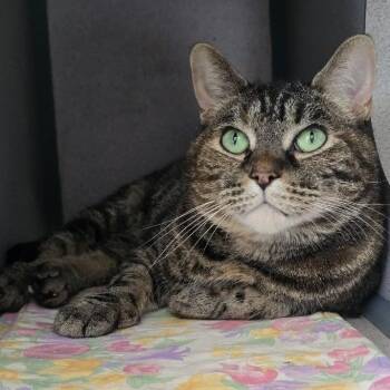 Queenie -  Domestic Short Hair Cat for Adoption in Waterloo, Iowa - Queenie | PetCurious