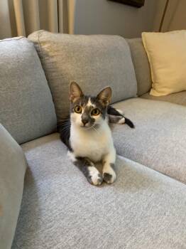 Rescue Domestic Short Hair Cats for Adoption in Ottawa, Ontario - Heidi | PetCurious