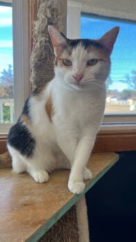 Rescue Calico Cats for Adoption in Hopewell, Virginia - Calie | PetCurious