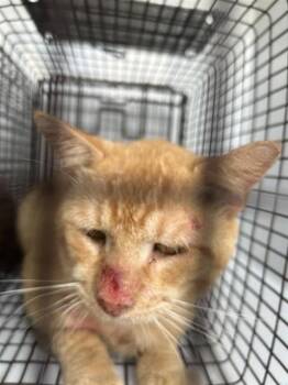 A661189 -  Domestic Short Hair Cat for Adoption in Houston, Texas - A661189 | PetCurious