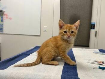 A Worm With A Mustache -  Domestic Short Hair Cat for Adoption in Kansas City, Missouri - A Worm With A Mustache | PetCurious
