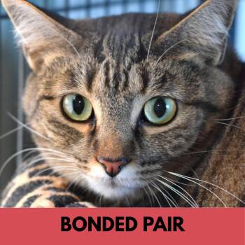 Squeak "Paula" -  Domestic Short Hair Cat for Adoption in Lakewood, Colorado - Squeak "Paula" | PetCurious