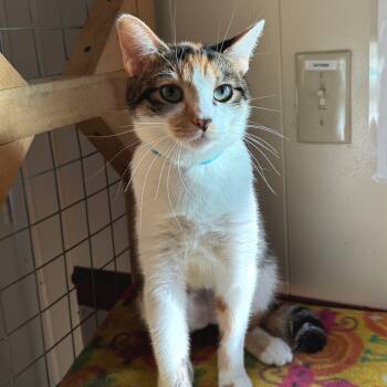 Rescue Domestic Short Hair Cats for Adoption in Portage, Michigan - Nebula | PetCurious