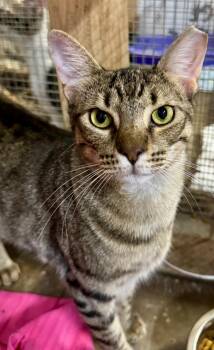 Larry -  Domestic Short Hair Cat for Adoption in Centerville, Georgia - Larry | PetCurious