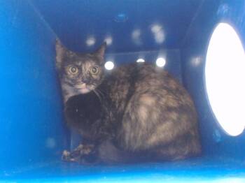 Domestic Short Hair Cats Available for Adoption in Orlando, Florida - PEPPER | PetCurious