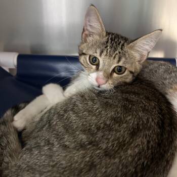 Carter -  Domestic Short Hair Cat for Adoption in Lakeland, Florida - Carter | PetCurious