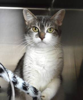 Domestic Short Hair Cats Available for Adoption - Jules | PetCurious