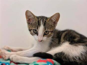NUGGET -  Domestic Medium Hair and Domestic Short Hair Cat for Adoption in Visalia, California - NUGGET | PetCurious