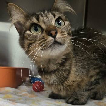 Dorothy -  Domestic Medium Hair Cat for Adoption in Martinsville, Indiana - Dorothy | PetCurious