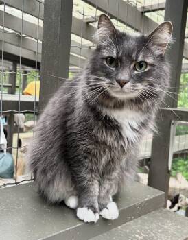 Domestic Long Hair Cats Available for Adoption in Maple Ridge, British Columbia - Sooty | PetCurious