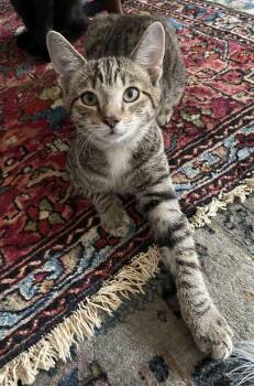 Rescue Domestic Short Hair Cats for Adoption in Lawrenceburg, Kentucky - Ben | PetCurious