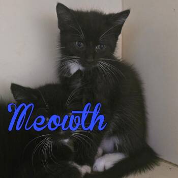 Meowth -  Domestic Short Hair Cat Available for Adoption in Hillsboro, Ohio - Meowth | PetCurious