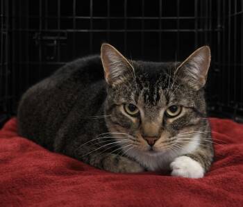 Tabby Cats Available for Adoption - Jace (adoption Fee Waived) | PetCurious