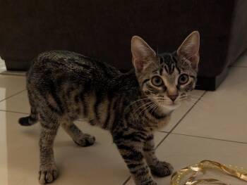 Kayda -  Domestic Short Hair Cat for Adoption in Sunrise, Florida - Kayda | PetCurious
