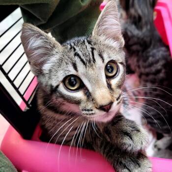 Lou -  Domestic Short Hair Cat for Adoption in Belfair, Washington - Lou | PetCurious