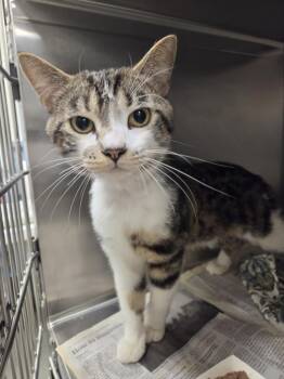 HAROLD -  Domestic Short Hair Cat for Adoption in Hagerstown, Maryland - HAROLD | PetCurious