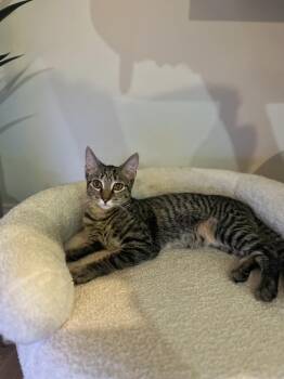 Rescue Domestic Short Hair Cats for Adoption in Mokena, Illinois - Rhys | PetCurious