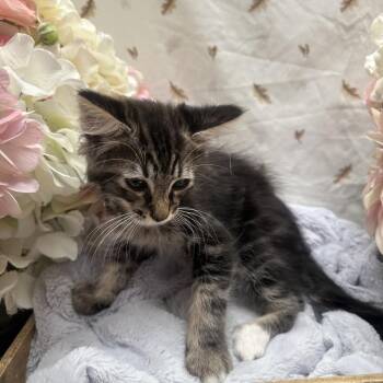 Blender -  Domestic Long Hair Cat for Adoption in Newberg, Oregon - Blender | PetCurious