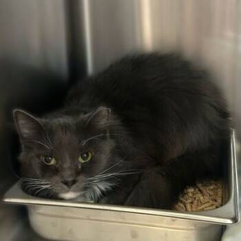 Rescue Domestic Long Hair Cats for Adoption in Davenport, Iowa - Grape Kool-aid | PetCurious