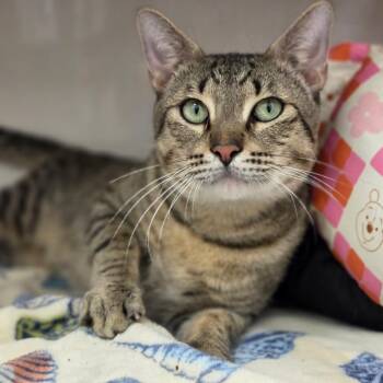 Croquembouche -  Domestic Short Hair Cat for Adoption in Sarasota, Florida - Croquembouche | PetCurious