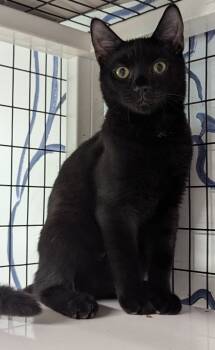 Rescue Domestic Short Hair Cats for Adoption in St. Augustine, Florida - Gomez | PetCurious