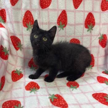 Crackle -  Domestic Short Hair Cat for Adoption in Kittanning, Pennsylvania - Crackle | PetCurious