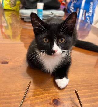Rescue Tuxedo and Domestic Short Hair Cats for Adoption in Mendham, New Jersey - Goyo | PetCurious