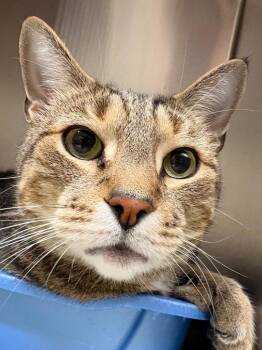 Akela -  Domestic Short Hair Cat for Adoption in Fall River, Massachusetts - Akela | PetCurious