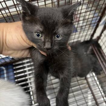 Warren Beatty -  American Shorthair Cat for Adoption in Galveston, Texas - Warren Beatty | PetCurious