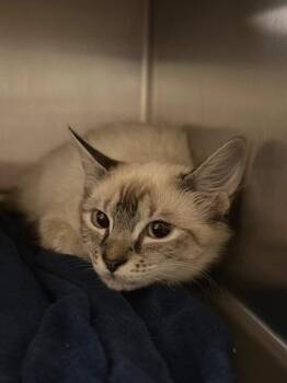 Lavendar (Petco) -  Domestic Short Hair Cat for Adoption in Ocala, Florida - Lavendar (Petco) | PetCurious