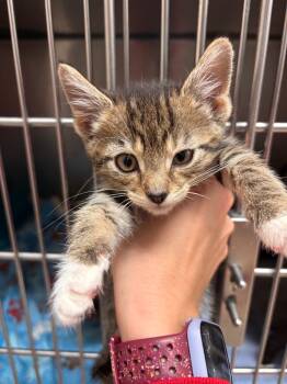 Rescue Domestic Short Hair Cats for Adoption in Lima, Ohio - Marie | PetCurious