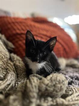 DOLLY -  Domestic Short Hair Cat for Adoption in West Valley City, Utah - DOLLY | PetCurious