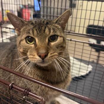 Steven -  Domestic Short Hair Cat for Adoption in Chicago, Illinois - Steven | PetCurious