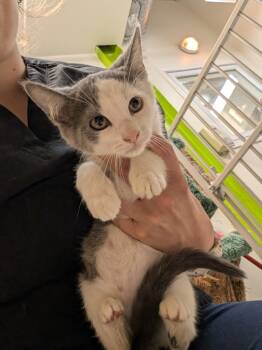 Rescue Domestic Short Hair Cats for Adoption in Winnipeg, Manitoba - Where | PetCurious