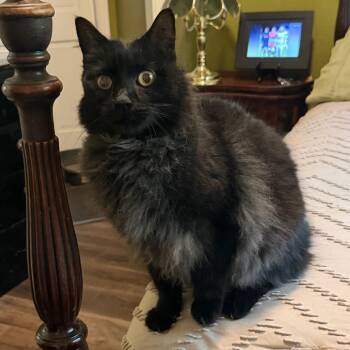 Shadow (2) -  Domestic Long Hair Cat for Adoption in Lewisville, Texas - Shadow (2) | PetCurious