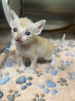 Domestic Short Hair Cats Available for Adoption in Kemp, Texas - Chase | PetCurious