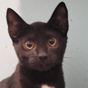 Andratx -  Domestic Short Hair Cat for Adoption in Maple Shade, New Jersey - Andratx | PetCurious