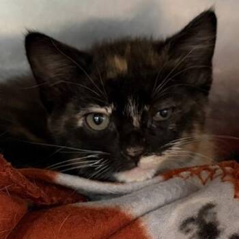 Bailey -  Domestic Short Hair Cat for Adoption in New York, New York - Bailey | PetCurious